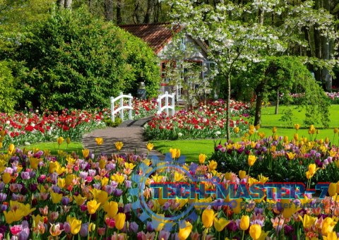 Puzzle 1000 elementów Ogrody Keukenhof Holandia Puzzle 1000 elementów Ogrody Keukenhof Holandia